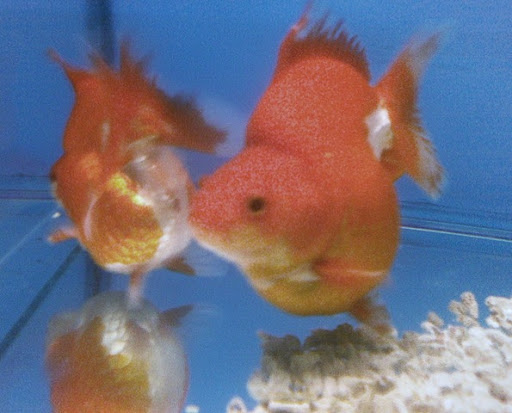 Capture life as I see it: Ruby Tuesday: Aquarium Fish Photography